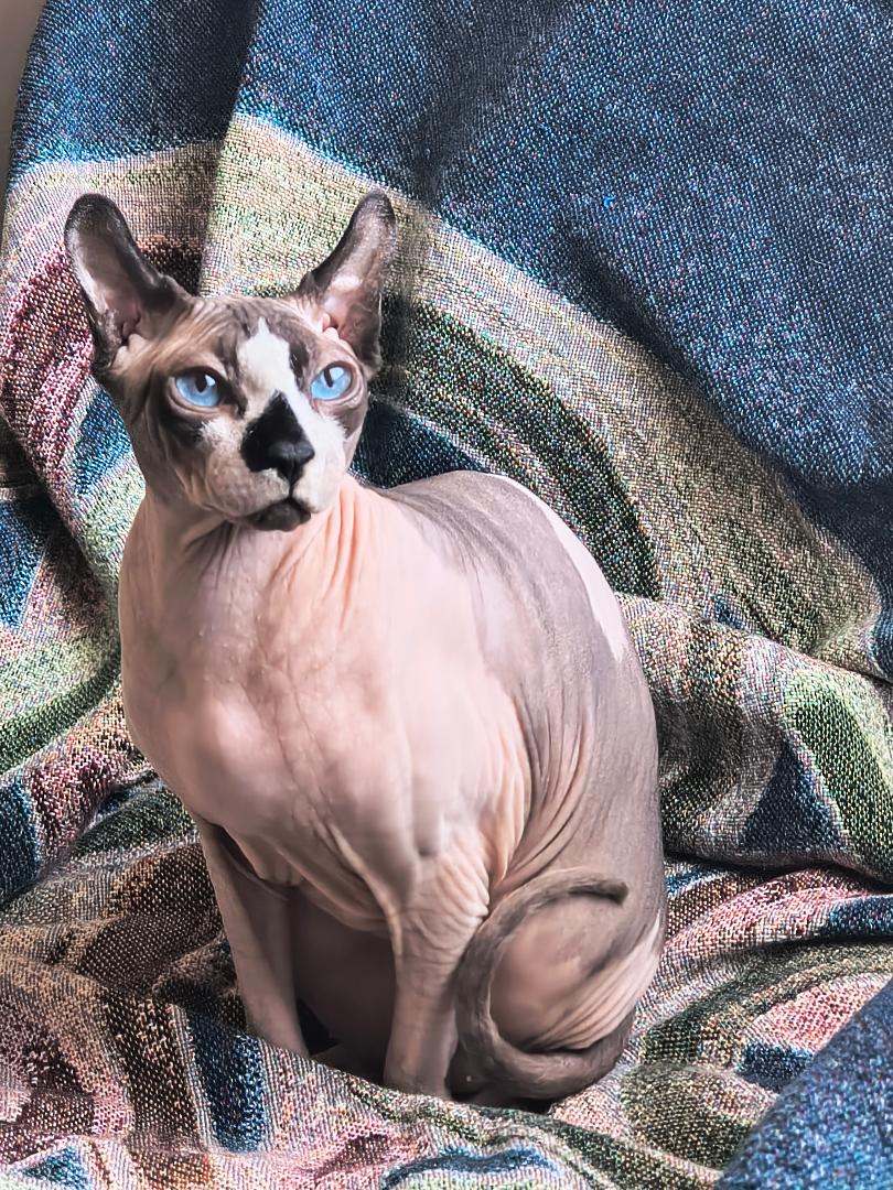 I Could Never Foster… I’d Keep Them&nbsp;All.